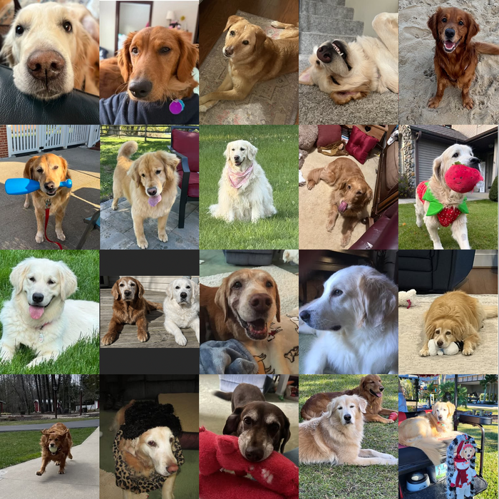Meet Our Dogs of the Month — April