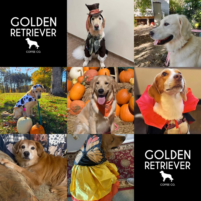 Meet Our Dogs of the Month — October 2026