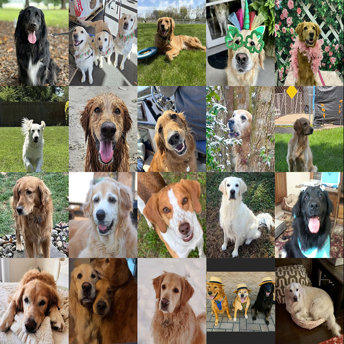 Meet Our Dogs of the Month — March