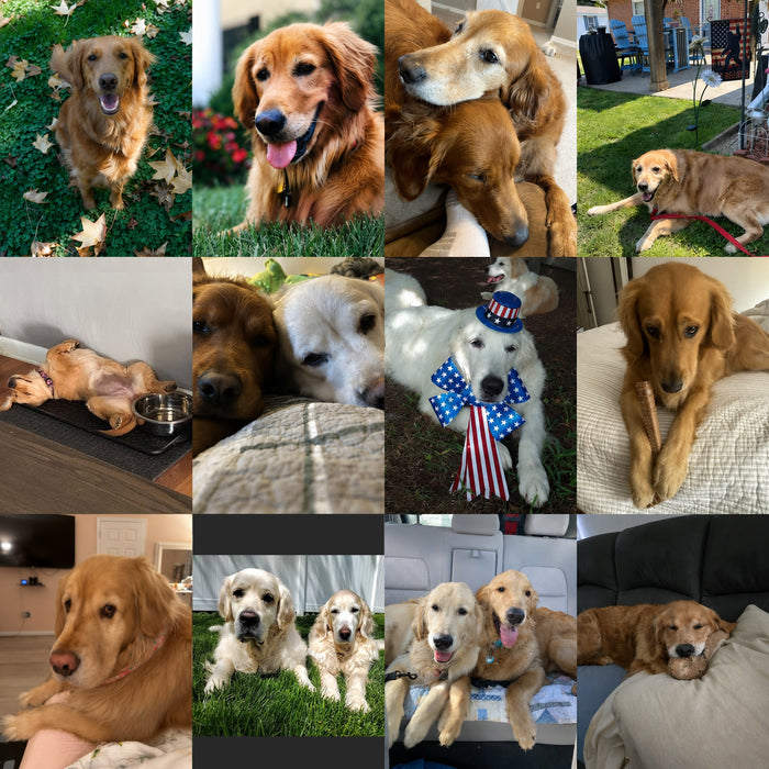 Meet Our Dogs of the Month — June