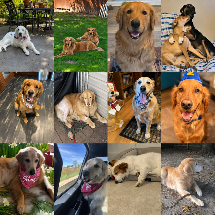 Meet Our Dogs of the Month — May