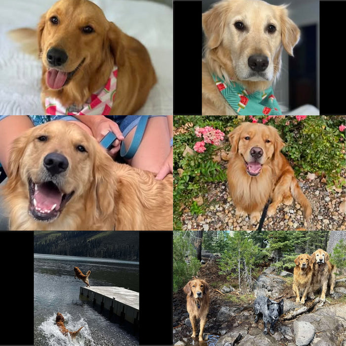 Meet Our Dogs of the Month — October
