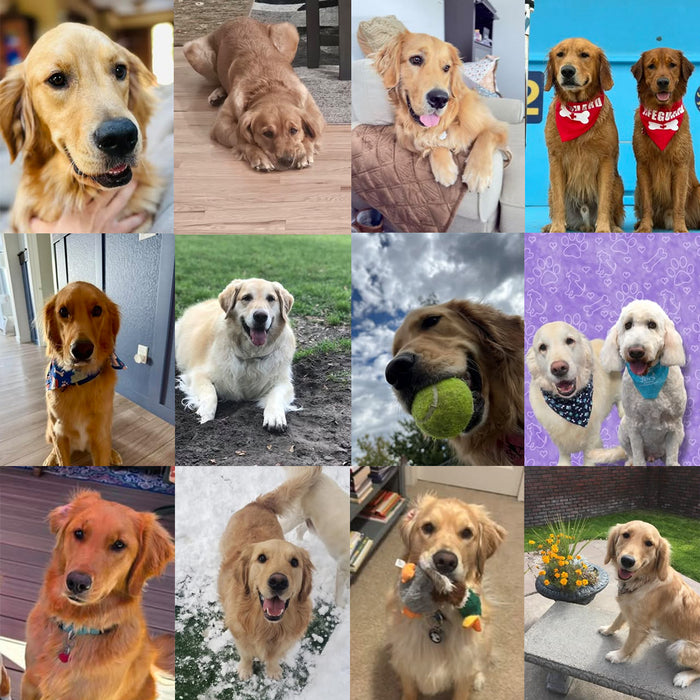 Meet Our Dogs of the Month — September