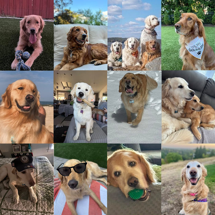 Meet Our Dogs of the Month — August