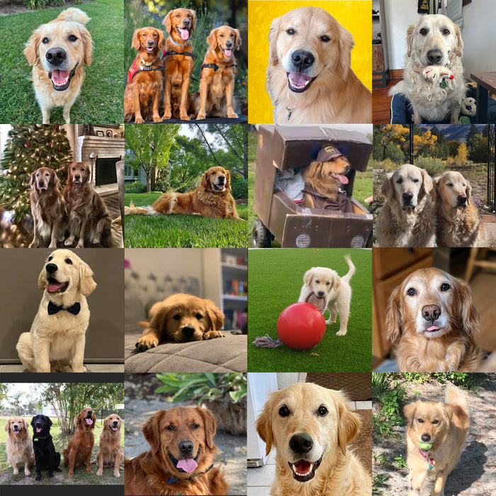 Meet Our Dogs of the Month — November